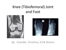 Knee (Tibiofemoral) Joint and Foot