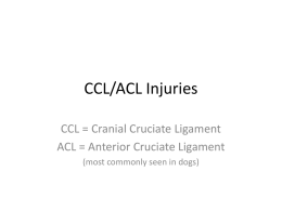 CCL-ACL injuries powerpoint