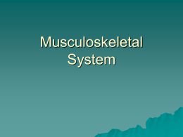 Musculoskeletal System - Catherine Huff`s Site