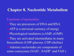 Chapter 8. Nucleotide Metabolism (sP739, cP191)