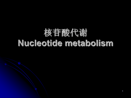 核苷酸代谢Nucleotide Metabolism