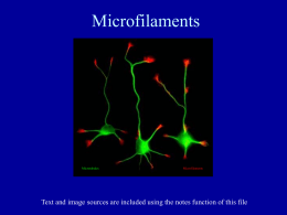 PowerPoint Presentation - Cell Architecture: Microfilaments