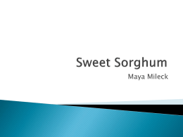 Sweet Sorghum - ucbiotech.org