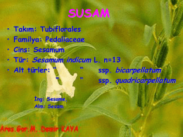 SUSAM1 (2)