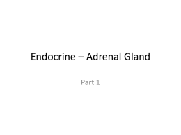 Endocrine – Adrenal Gland