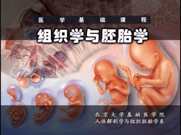 泌尿生殖系统发生 - 北京大学医学部