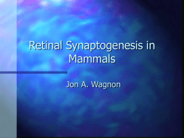 Retinal Synaptogenesis in Mammals