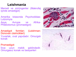 Proto-sunu3 (Leishmaniosis)