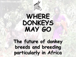 donkey - DonkEcology!