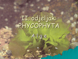 smeđe alge