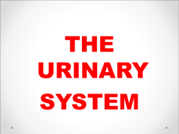 HM1_Handout_Urinary_System