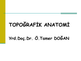 topografik_anatomi