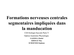 Formations nerveuses centrales segmentaires impliquées