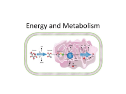 Energy and Metabolism