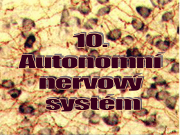 10_autonomni_nerv_system