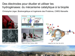 ppt - Bioénergétique et Ingénierie des Protéines. UMR 7281.