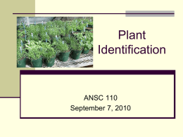 Plant Identification