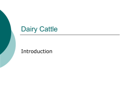 Dairy Cattle - KCPE-KCSE