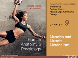 Lecture 4 - Muscle Metabolism