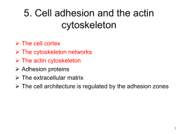 an actin cytoskeleton