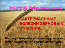 Бактериальные болезни зерновых в Украине