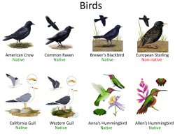 Field Guide Animals