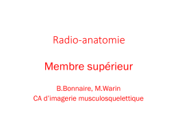 2 - Radio-anatomie du membre supérieur