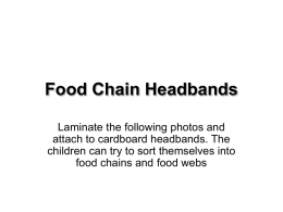 Food chain headbands