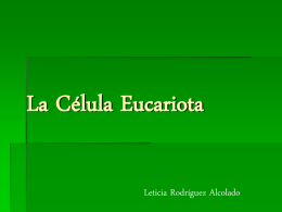 La Celula Eucariota