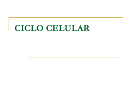 xxi. ciclo celular