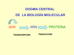 transcripcion_y_sintesis_de_proteinas1