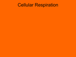 Cellular Respiration ppt