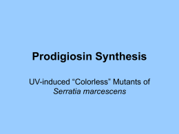 Prodigiosin Synthesis
