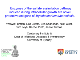 Enzymes of the sulphate assimilation pathway induced during.