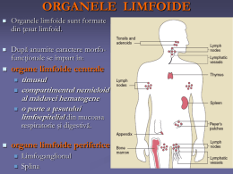 histo Organe limfoide periferice