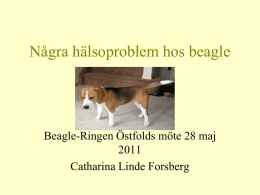 Några hälsoproblem hos beagle