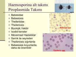 Haemosporina alt takımı