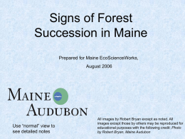 Signs of Forest Succession in Maine