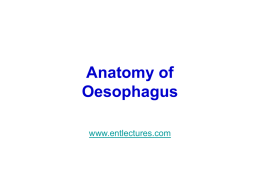 Anatomy of Esophagus