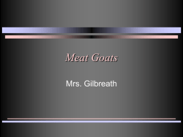 Meat Goats - Aubrey ISD