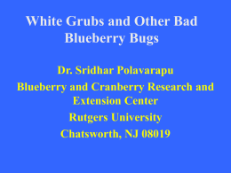 White grubs and other bad blueberry bugs