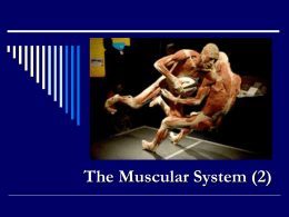 The Muscular System (2)