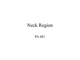 Neck Region