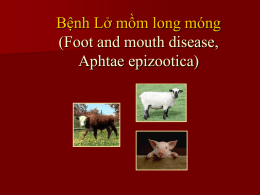 Bệnh Lở mồm long móng (Foot and mouth disease)