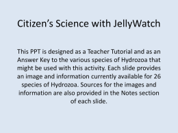 Citizen`s Science with JellyWatch