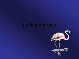 Le flamant rose