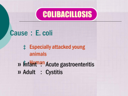 COLIBACILLOSIS Cause : E. Coli