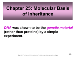Chapter 25: Molecular Basis of Inheritance