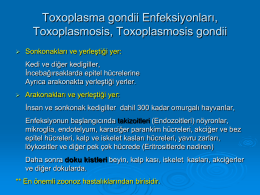 Toxoplasma,Neospora,Besnoitia