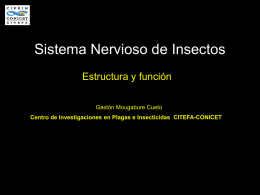 Sistema Nervioso Insectos
